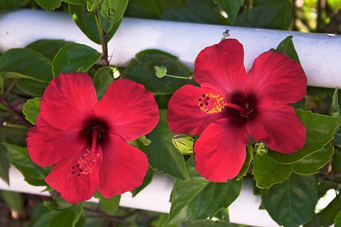 Red_Flowers1