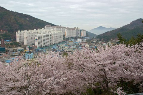 Cherry_Blossoms2