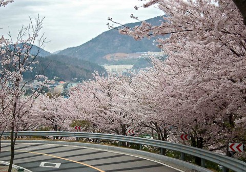 Cherry_Blossoms6