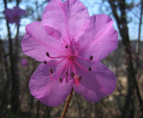 Azalea blossom