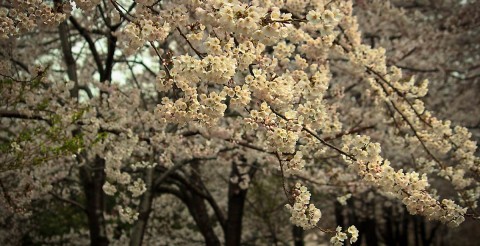 Yeosu Cherry Blossoms