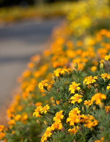 Flowers in Jasan Park